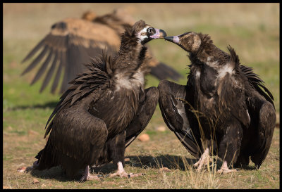 Black Vulture True Love 1