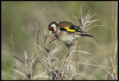 Goldfinch (Steglits)