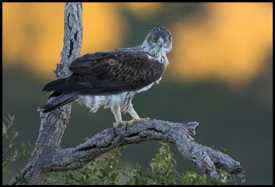 Male Bonellis Eagle (Hkrn) - Sierra de San Pedro