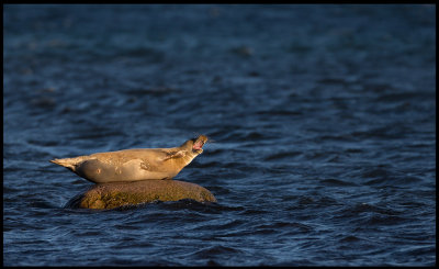Harbour Seal (Knubbsl) at Ottenby