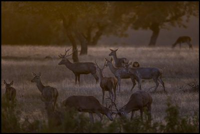 Red Deer (Kronhjortar) at dusk near Herreruela