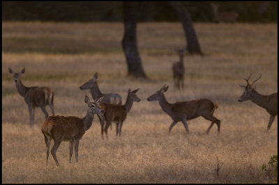 Red Deer (Kronhjortar) at dusk near Herreruela
