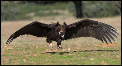 Black Vulture landing