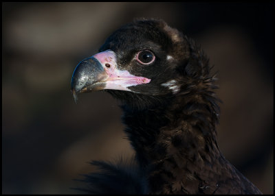 Young Black Vulture - a very dark bird