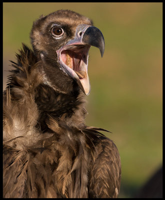 Black Vulture - a real beauty