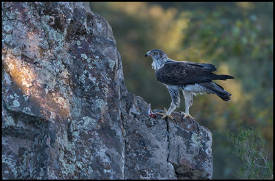 Male Bonellis Eagle (Hkrn)