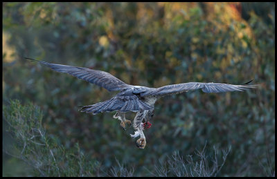 Bonellis Eagle flying away with prey