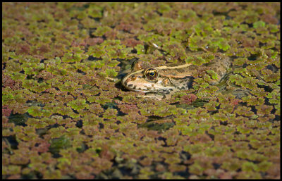 Marsh Frog (Sjgroda) - Azerbaijan