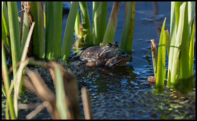 Mating frogs - Trnninge