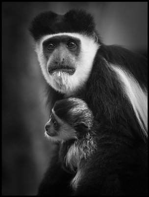Pied Colobus with young