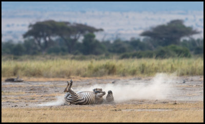 Zebra evening dustbath