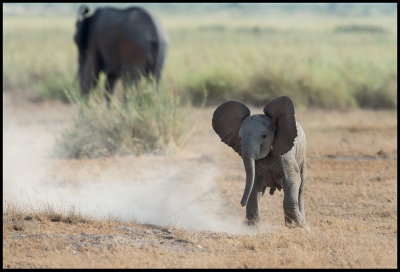 Elephant boy playing..