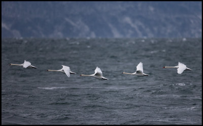 Mute Swans (Knlsvanar) crossing the ocean near Kullaberg