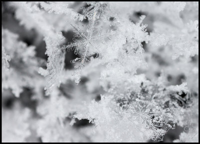 Newly fallen snow on my car (scale 4:1)