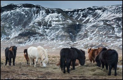 Iceland horses near Sklholt