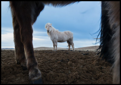 Iceland horses near Sklholt