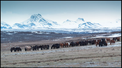 Iceland horses near Gullfoss