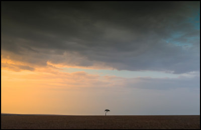 Lonely tree - Masai Mara kenya