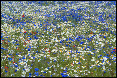 Midsummer flowers near Frjestaden - land
