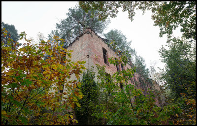 Forest growing around and on top of the ruin