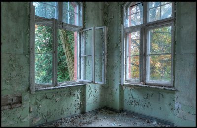 Forest outside windows