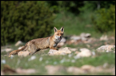 Red Fox (with scabies?) on a vulture feeding-place in northern Spain