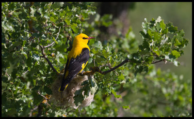Often heard, but rarely seen - the Oriole at it`s nest in northern Spain