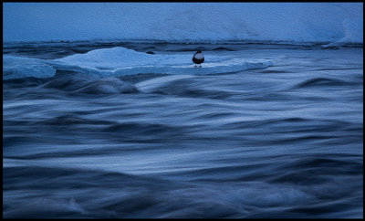 Dipper in Blue hour - Kiruna