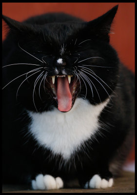 Tired or angry? A cat in grnhgen harbor