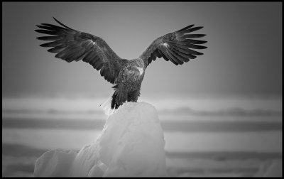Adult Sea Eagle (Havsrn) in the pack-ice between Japan and Russia
