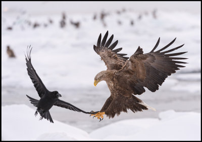 Sea Eagle and Crow