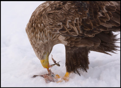 Eagle with fish