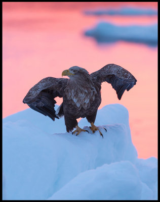 Sea Eagle at dawn