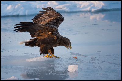 Adult Sea Eagle on the ice