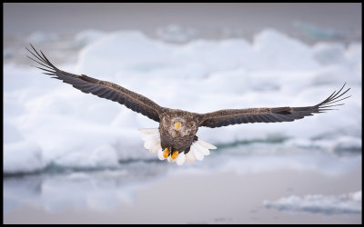 Adult Sea Eagle