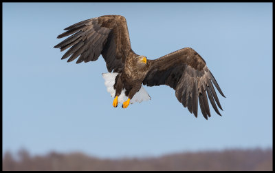 Adult eagle at Lake Furen