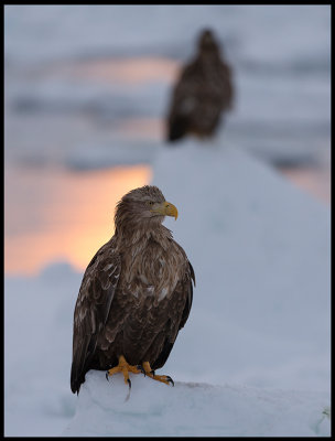 Adult eagle at sunrise