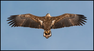 Immature Sea Eagle at Lake Furen