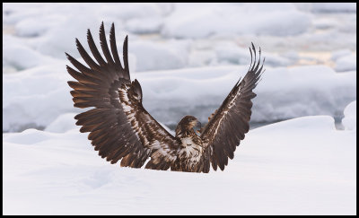 Immature Sea Eagle landing in the deep snow