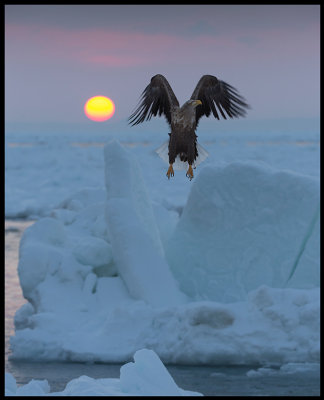 Adult Sea Eagle taking off at sunrise