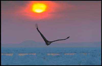 Sea Eagle and a short glimpse of the rising sun