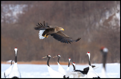 Adult Sea eagle searching food at Akan Crane-center