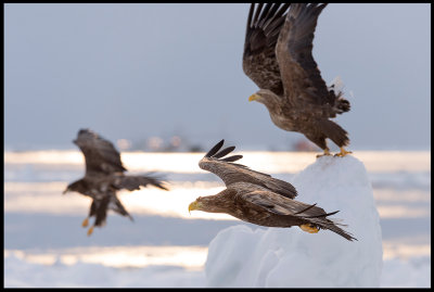 Eagles taking off