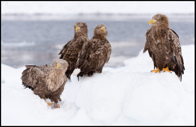 Sea Eagles in the pack ice