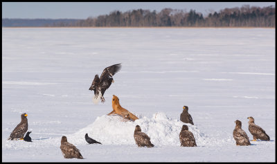 Red Fox surrounded by eagles at Lake Furen (two Steller`s)