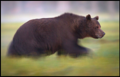Brown Bear - Finland