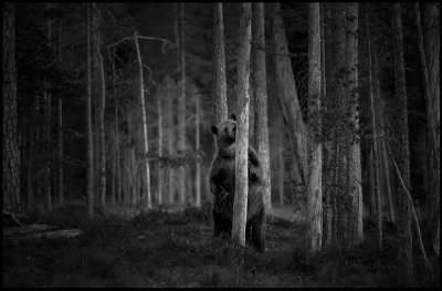 Brown bear standing in the forest at dusk - Finland