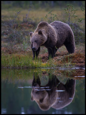 Brown Bear - Finland