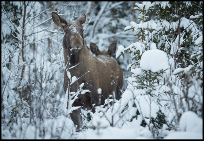 4-ear listening.Moose near Tnnforsen