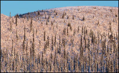 Winter forest (Fir and Birch) - Svappavaara